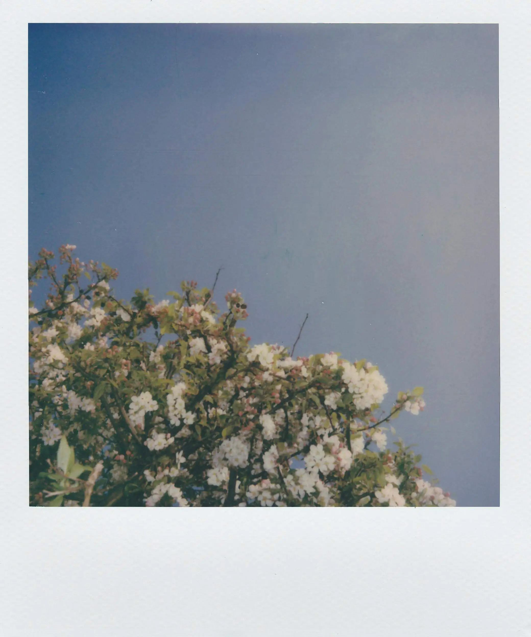 Instant Polaroid filter example